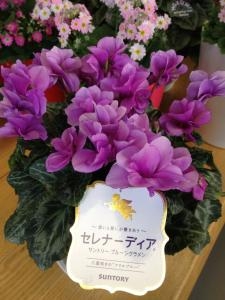 今年も入荷｜「はないち」　（福島県郡山市の花キューピット加盟店 花屋）のブログ